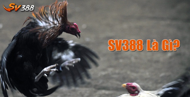 SV388 là gì?